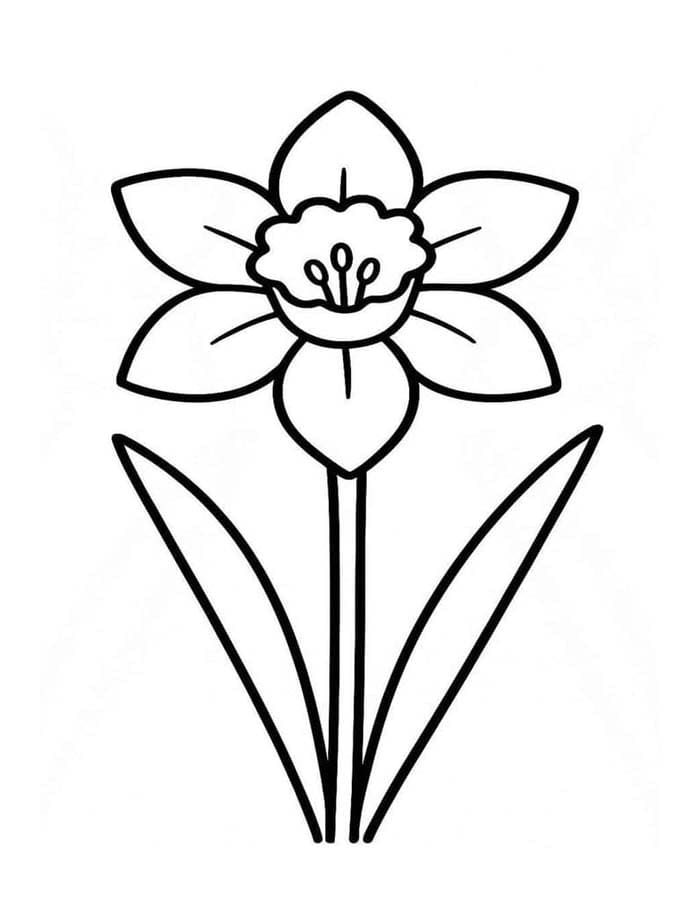 ระบายสี ดอกแดฟโฟดิลภาพ