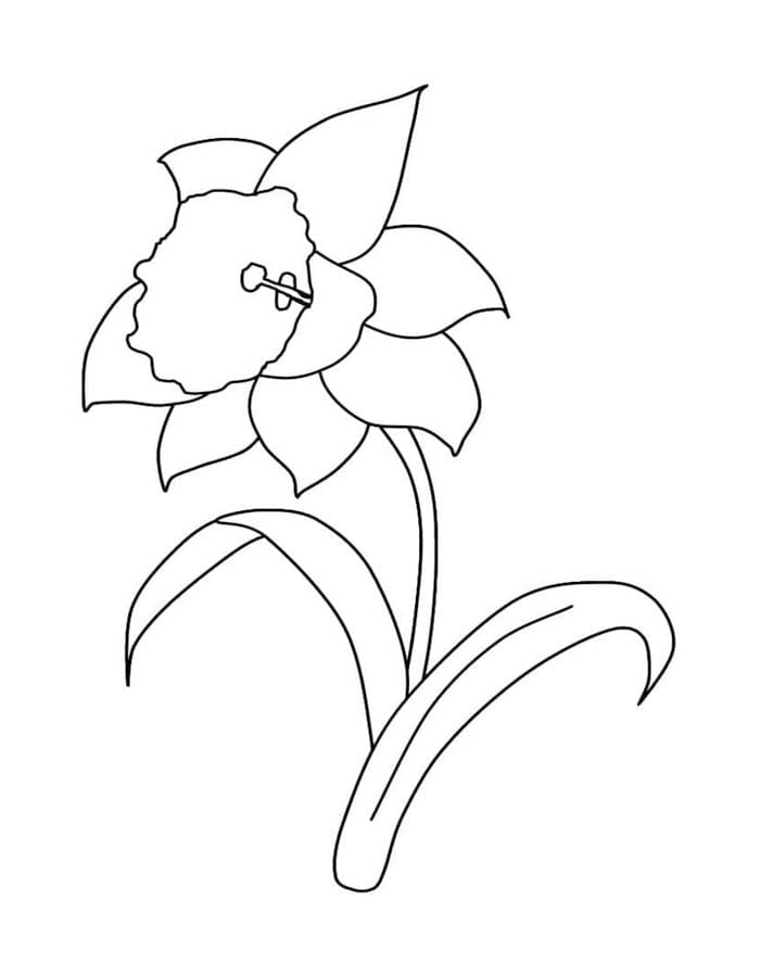 ระบายสี ดอกแดฟโฟดิลสีขาว