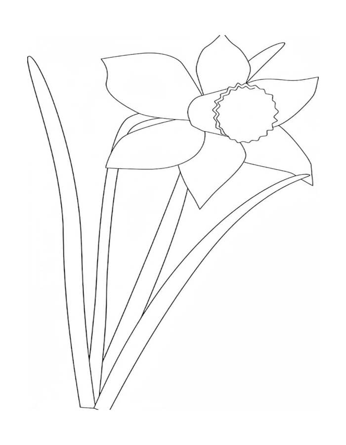 ระบายสี ดอกแดฟโฟดิลวาดภาพ