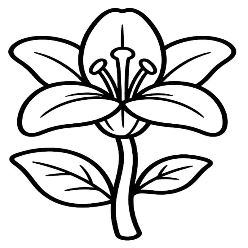 ระบายสี หนึ่งลิลี