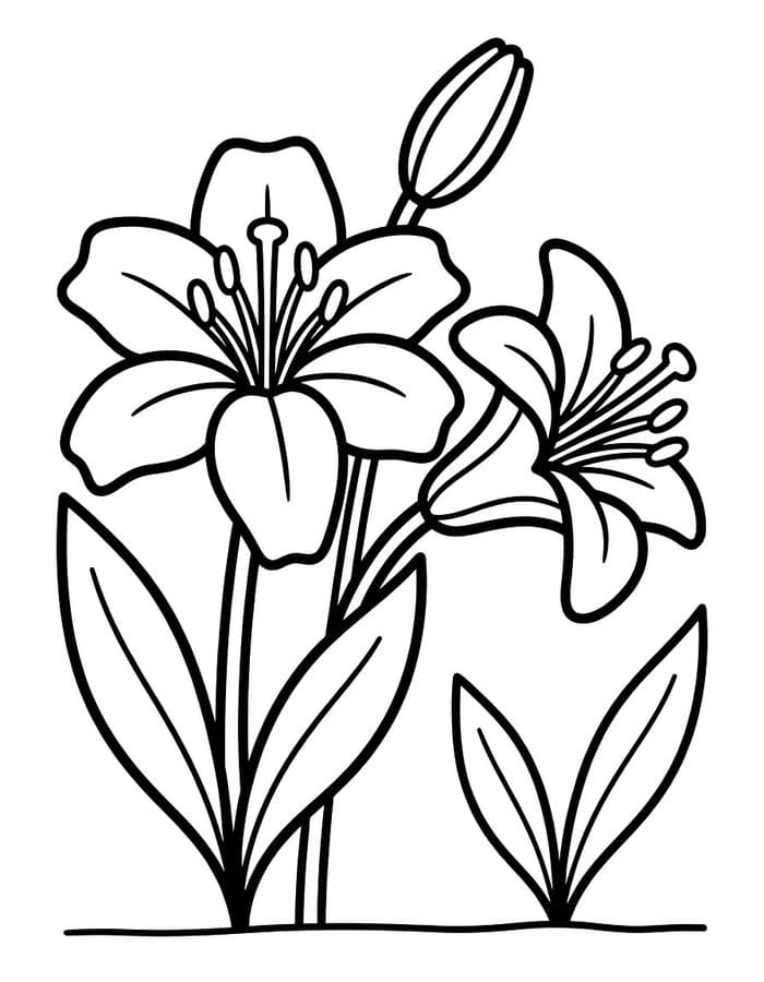 ระบายสี ลิลีภาพ