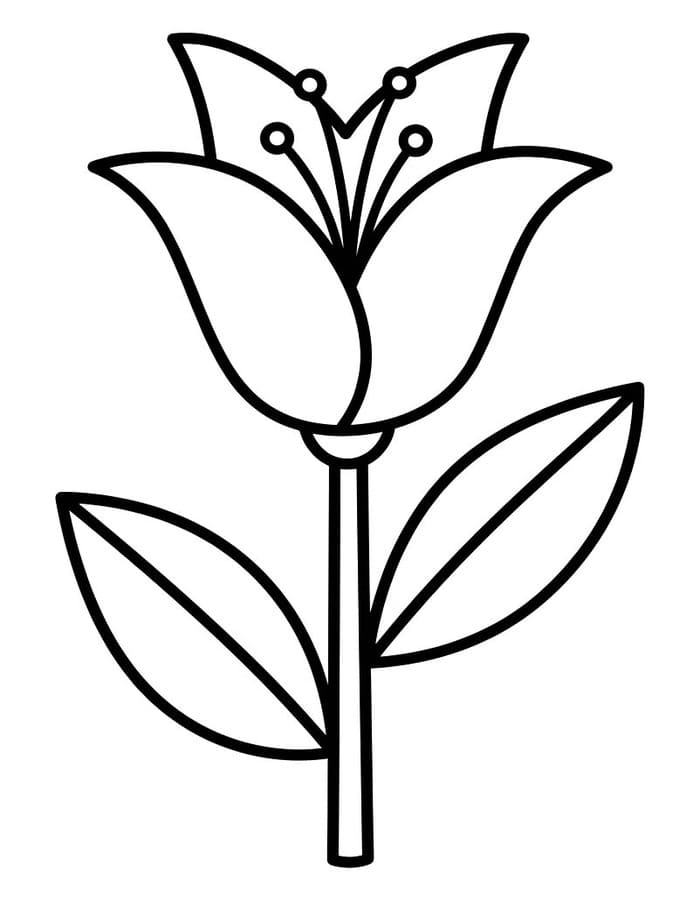 ระบายสี ลิลีพื้นฐาน