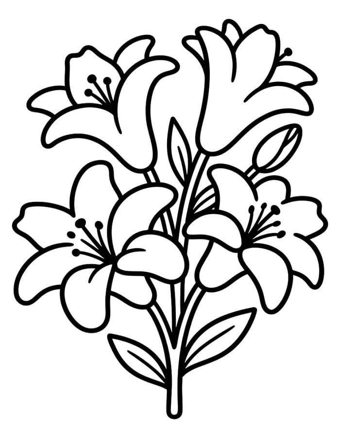 ระบายสี ลิลี